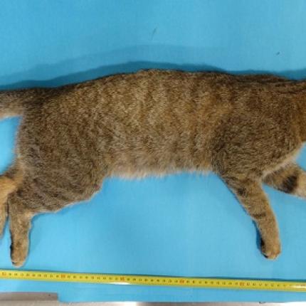 Φουρόγατος