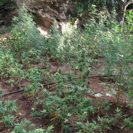 φυτεία ρέθυμνο