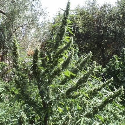 Δουλειές με... φούντες στο Ρέθυμνο - Βρήκαν φυτείες με εκατοντάδες χασισόδεντρα