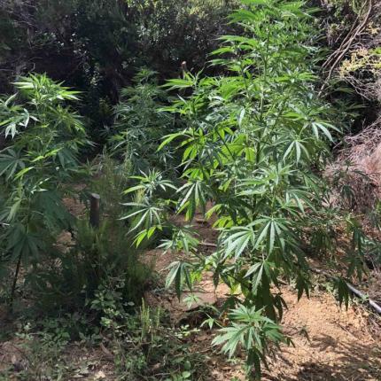 Νέες χασισοφυτείες εντόπισε η ΕΛ.ΑΣ