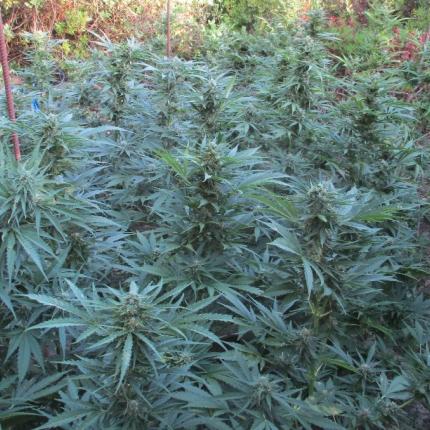 νέα χασισοφυτεία στον Μυλοπόταμο