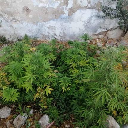 φυτεία κάνναβης