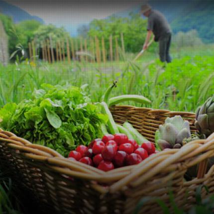 Σεμινάρια για την φυτοπροστασία κηπευτικών απο τον Σύλλογο Γεωπόνων