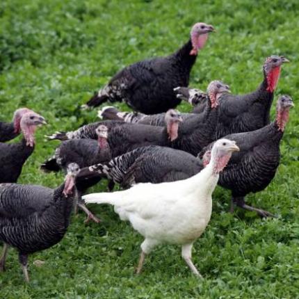 Έκλεψαν γαλοπούλες από πτηνοτροφείο στα Φάρσαλα 