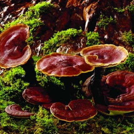 Κρέμα αντί-γήρανσης τροφής και προστασίας για την ημέρα με Ganoderma.