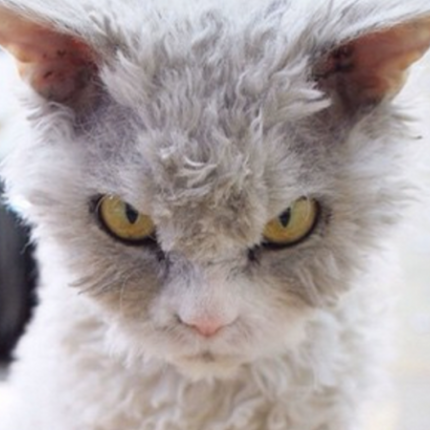 gata.png