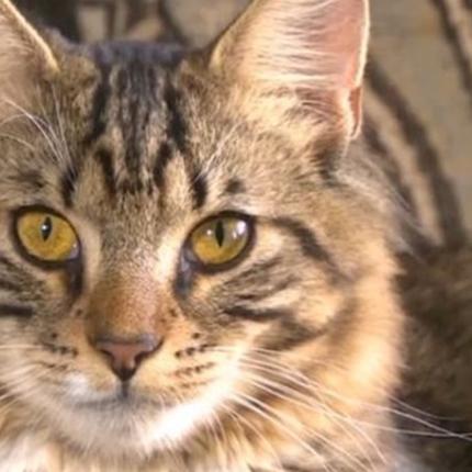 Γάτα... ετοιμάζεται να κάνει εγχείρηση αλλαγής φύλου!