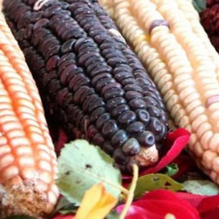 Με τη σύμφωνη γνώμη της Ε.Ε η καλλιέργεια γενετικά τροποποιημένων ειδών