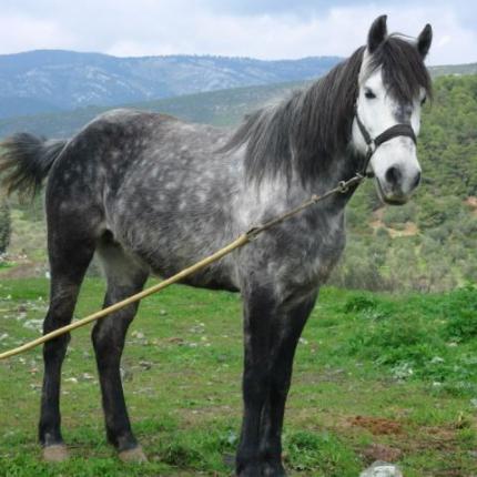 Γεωργαλίδικο