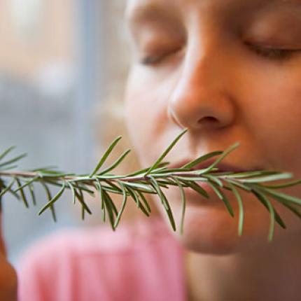 δεντρολίβανο