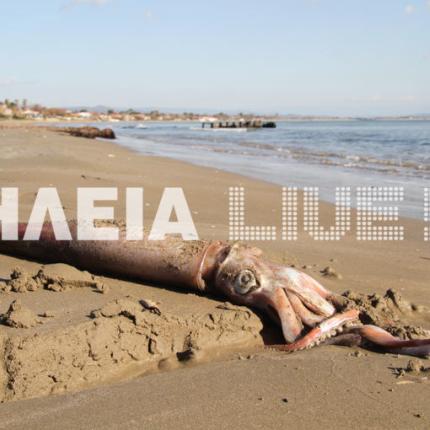 Γιγάντιο καλαμάρι στο Κατάκολο