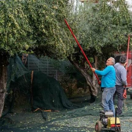 γλυφάδα ελιές