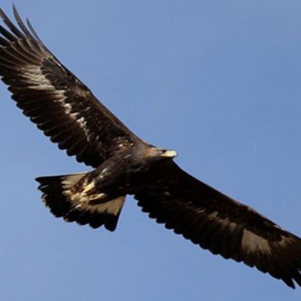 Αετός επιτίθεται σε αγριοκάτσικο (βίντεο)