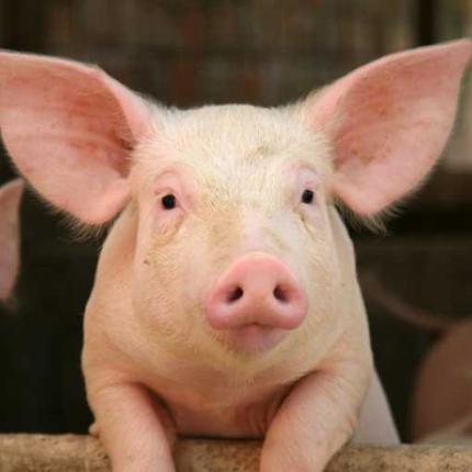 Τα γουρούνια θα σώσουν ανθρώπινες ζωές