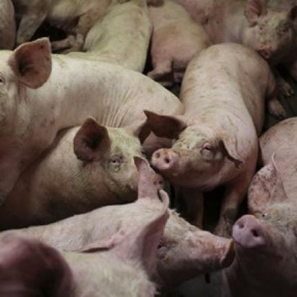 Η Μόσχα επεκτείνει το εμπάργκο στα ευρωπαϊκά προϊόντα 