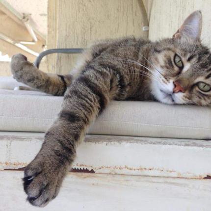  ψαροντούφεκο γάτα