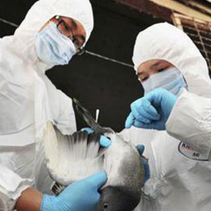 Νεό κρούσμα της γρίπης των πτηνών στη Γερμανία