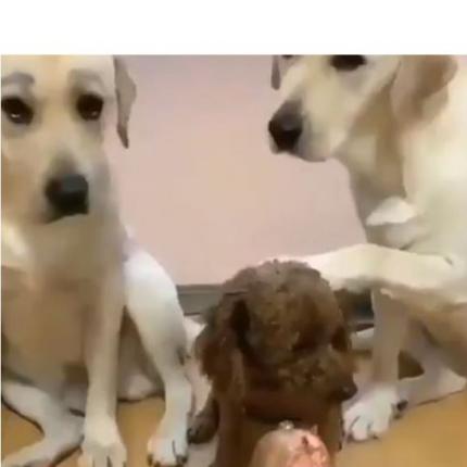 guiltydogs_twitter_1.jpg