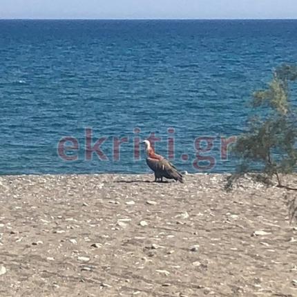 Γυπαετός