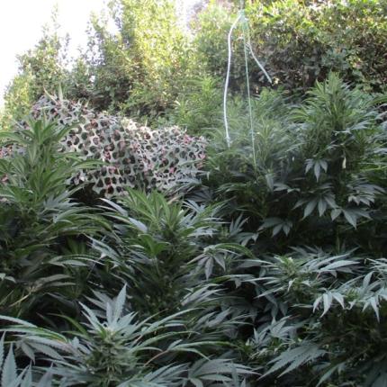 νέες χασισοφυτείες εντόπισε το ελικόπτερο της ΕΛ.ΑΣ