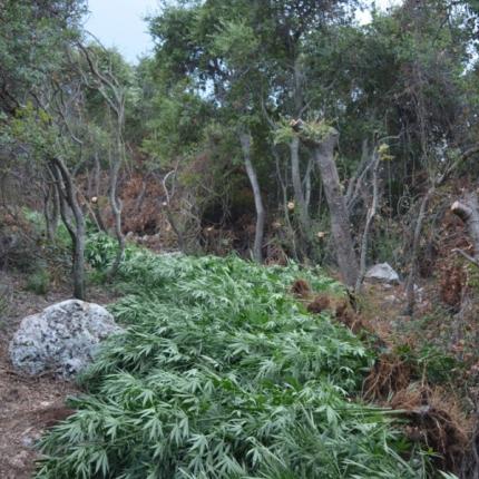 χασισοφυτεία χανιά