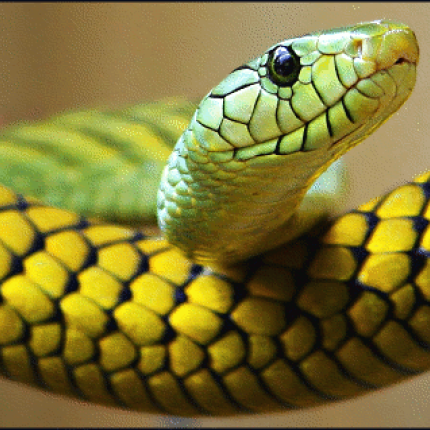 Ξαναγράφεται η ιστορία των φιδιών!