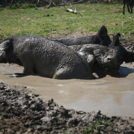 Προστασια του ζωικού κεφαλαίου