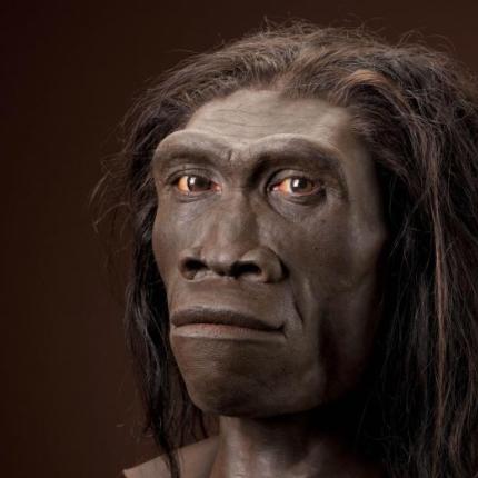 χομο ερεκτους