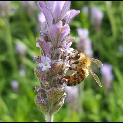 μελισσες μουσειο