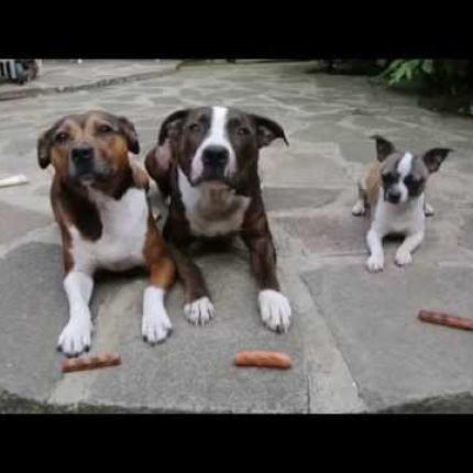 Ο κλέφτης των λουκάνικων! (βίντεο)