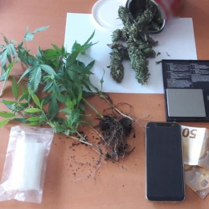 δενδρύλλια κάνναβης