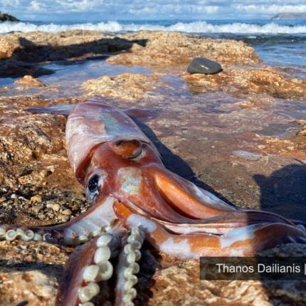 Το κεφαλόποδο αυτό ανήκει στο είδος Todarodes saggitatus που εξαπλώνεται στον Ανατολικό Ατλαντικό και τη Μεσόγειο.