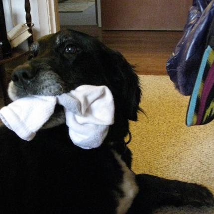 Σκύλος έφαγε 43 ... κάλτσες