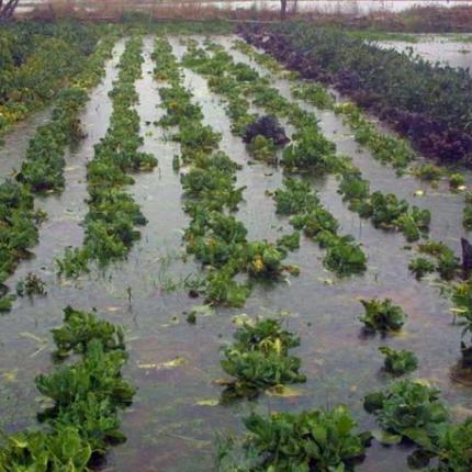 ζημιες παραγωγη