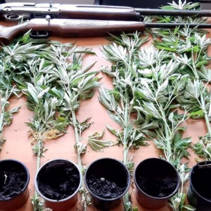 κάνναβη και όπλα