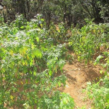 φυτεία φοινικιά