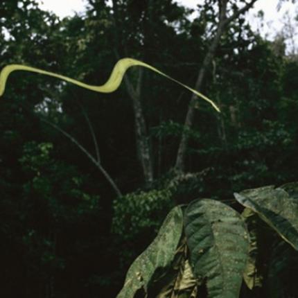 Επιστήμονες αποκαλύπτουν το μυστικό των ιπτάμενων φιδιών 