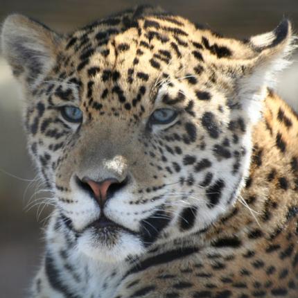 ΗΠΑ: Τζάγκουαρ επιτέθηκαν σε 3χρονο αγόρι