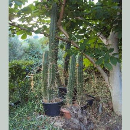 Εξωτική φυτεία - έκπληξη  με παραισθησιογόνους κάκτους στο Ρέθυμνο!