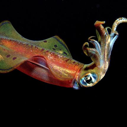 Τρία ζώα με περισσότερες από μία καρδιές