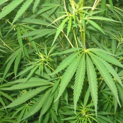 H Νέα Υόρκη επιτρέπει τη κάνναβη για ιατρικούς λόγους