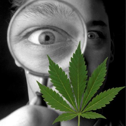  Η σχιζοφρένεια και η χρήση κάνναβης "μοιράζονται" κοινά γονίδια