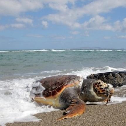 καρετα - καρετα