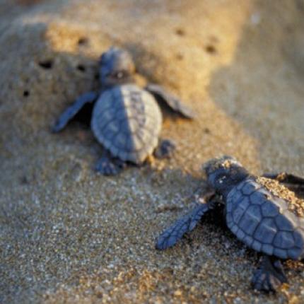 καρέτα καρέτα