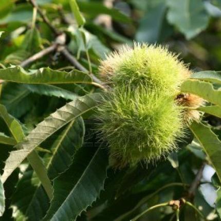Οδηγίες για την προστασία της Καστανιάς