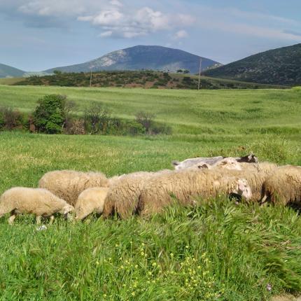 Οδηγίες στους κτηνοτρόφους για τον καταρροϊκό πυρετό και τις μετακινήσεις των ζώων