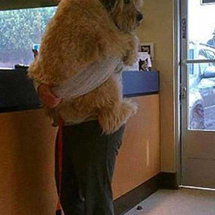 Κατοικίδια που δεν θέλουν να πάνε στον κτηνίατρο!