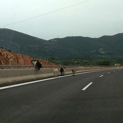 κατσίκες δρόμος