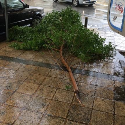 κλαδί άγιος μηνάς