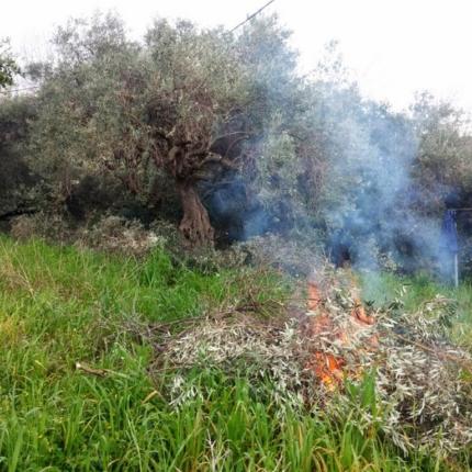 φωτιά κλαδιά